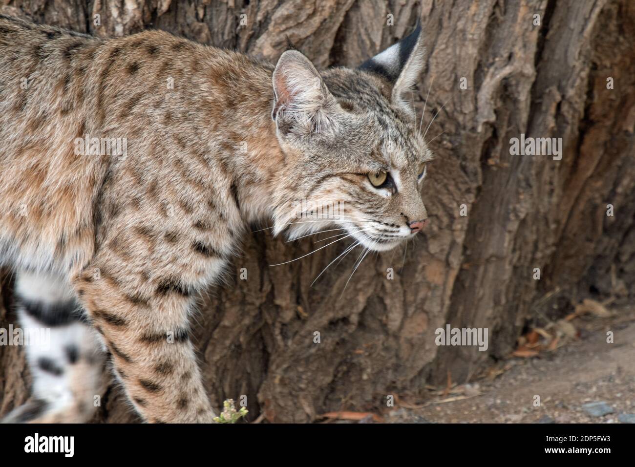 Bobcat (Lynx rufus) Foto Stock