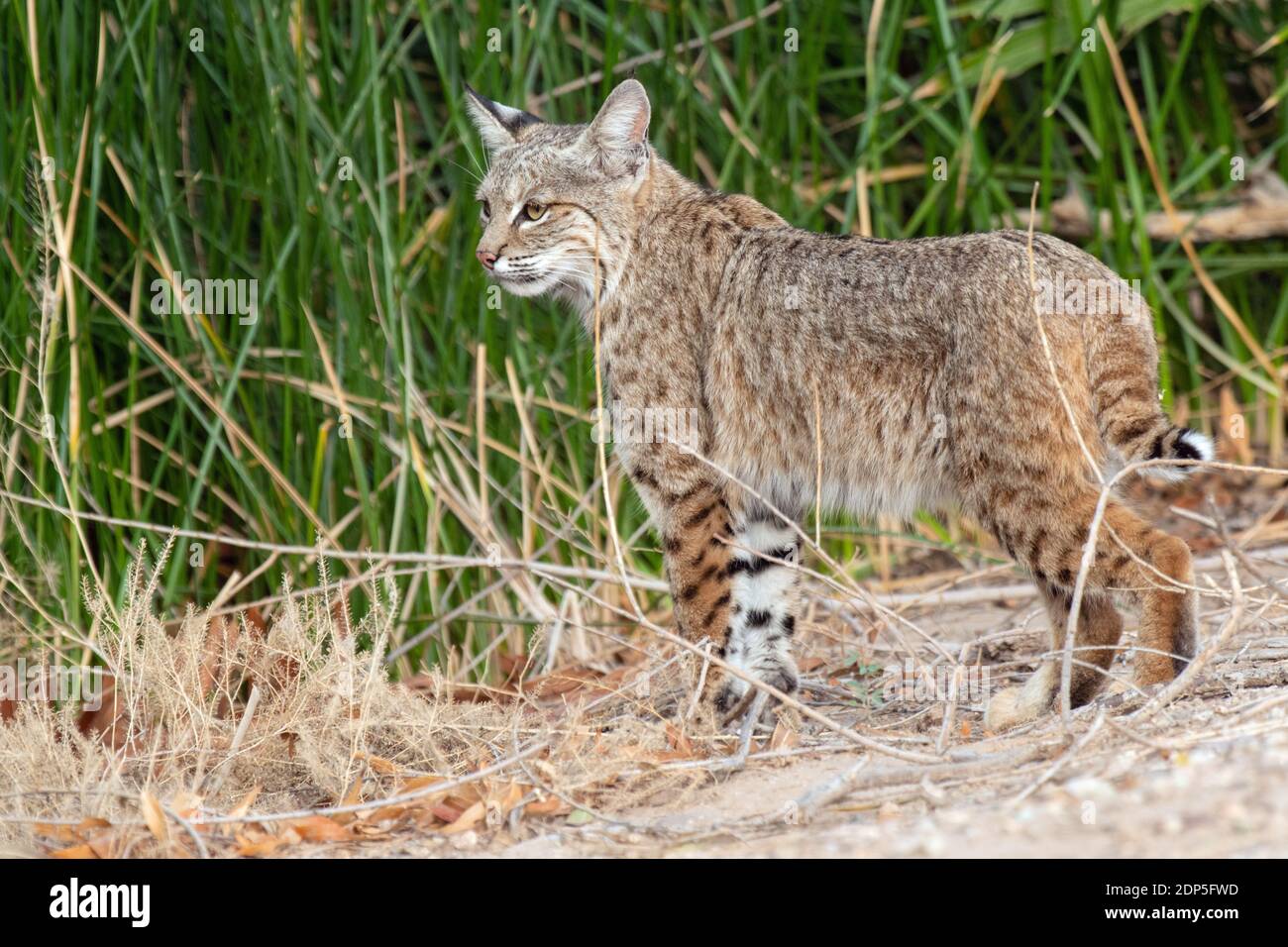 Bobcat (Lynx rufus) Foto Stock