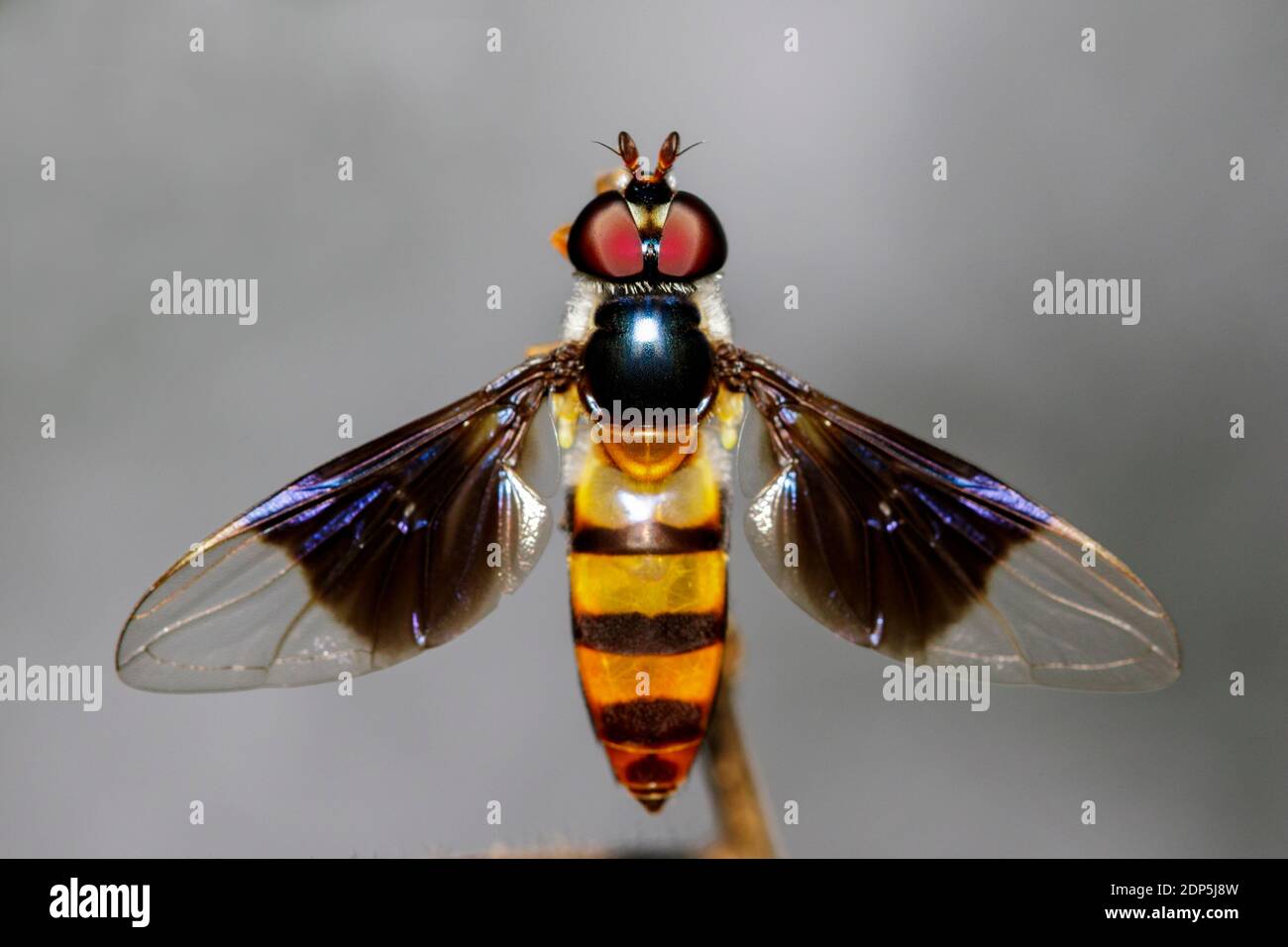 Immagine di una drosophila melanogaster su un ramo. Animale di insetto (Diptera) Foto Stock