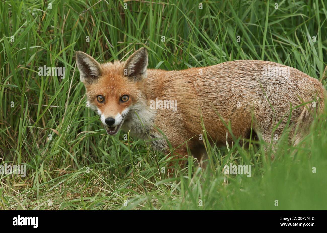 Un magnifico rosso selvatico, Fox Vulpes vulpes, a caccia di cibo da mangiare in erba lunga. Foto Stock