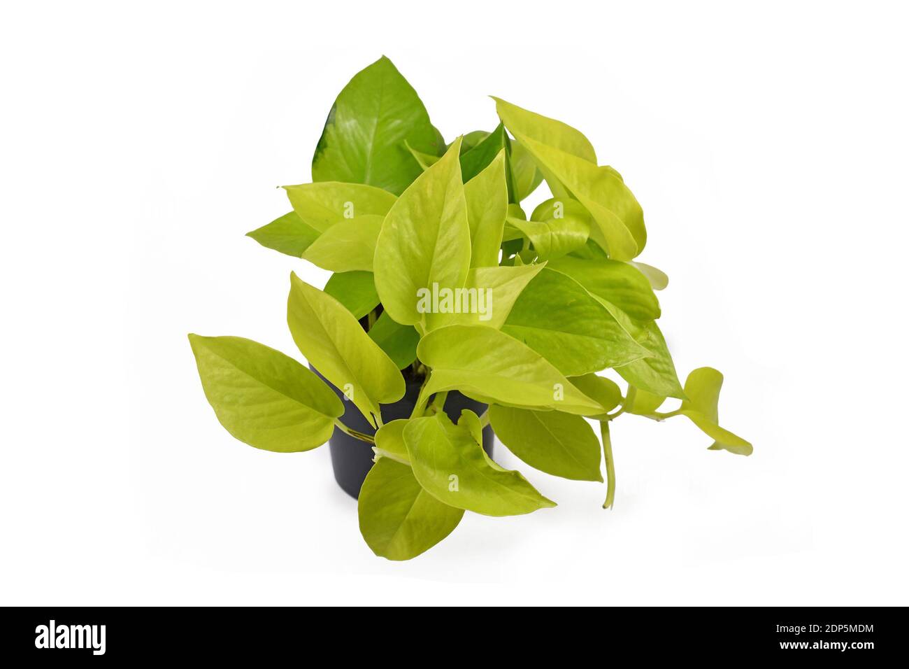 Esotico 'Epipremnum Aureum Limone Lime', una pianta tropicale con verde neon foglie in vaso di fiori isolato su sfondo bianco Foto Stock