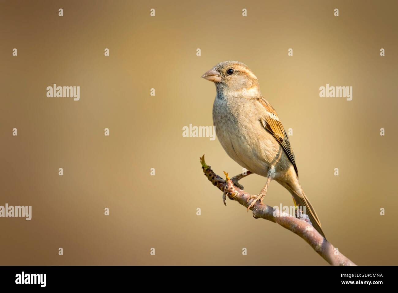 Immagine di passero su un ramo di albero su sfondo naturale. Uccello. Animali. Foto Stock