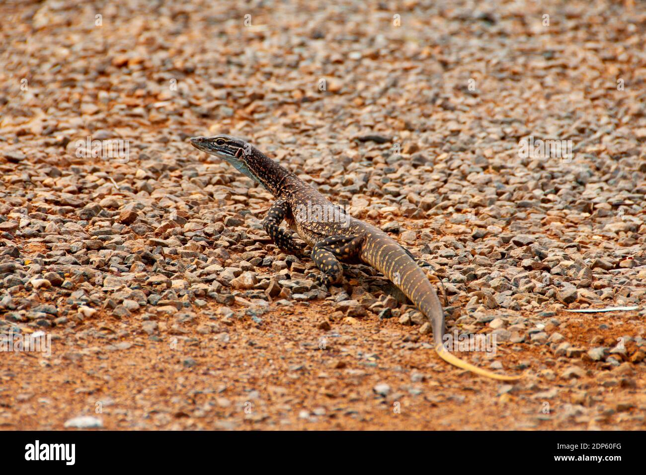 Sand Goanna (Bungarra) - Australia Occidentale Foto Stock