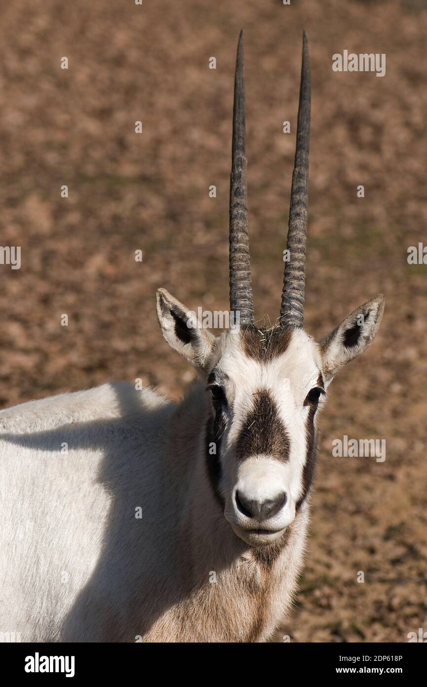 Orice Araba - orice leucorice, grande antilope bella dai deserti e cespugli arabi, Israele. Foto Stock