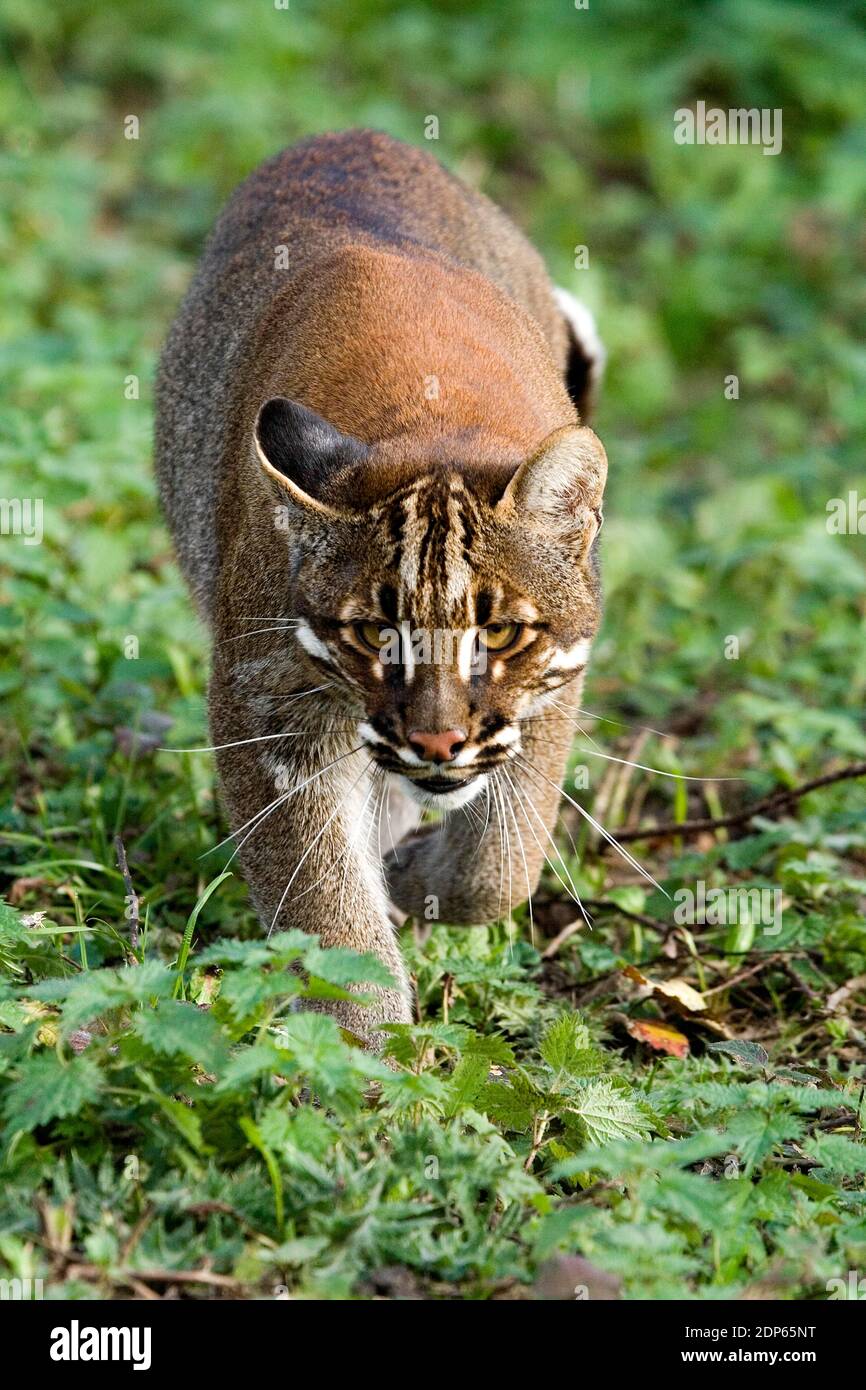 Asian Golden Cat o Temmink's Cat, catopuma tempmincki Foto Stock