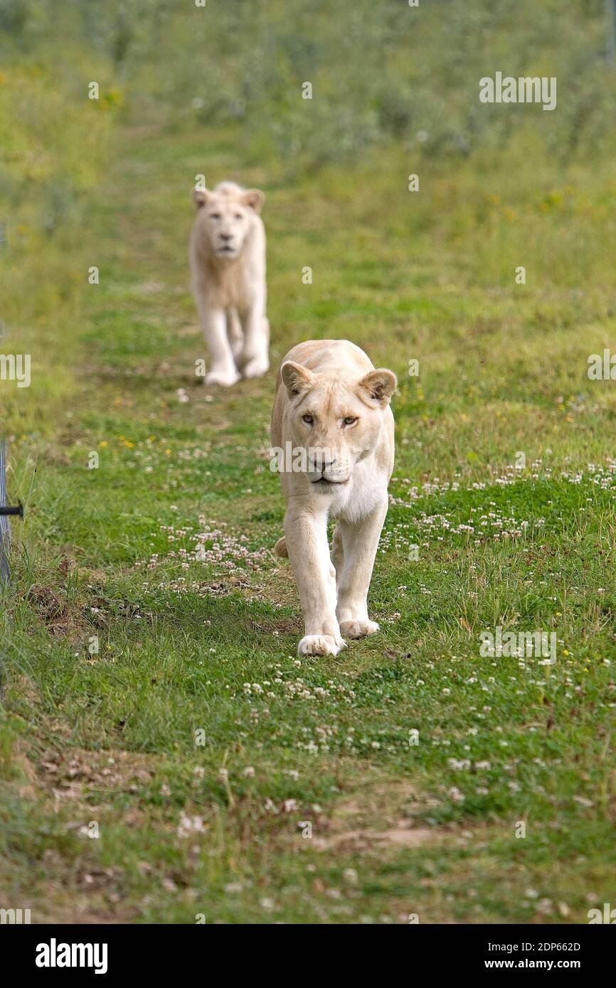 White Lion panthera leo krugensis, coppia Foto Stock