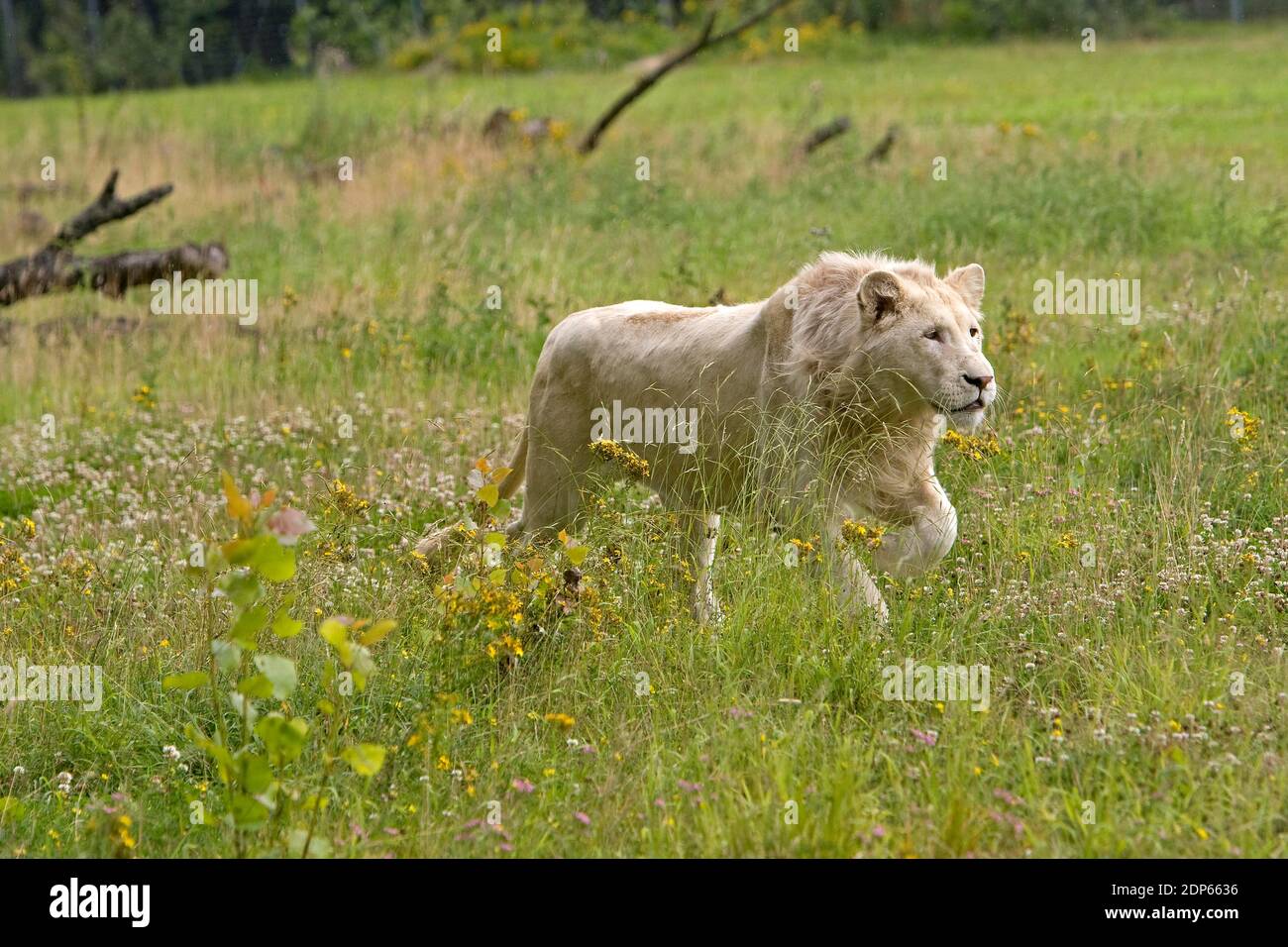 Leone bianco, panthera leo krugensis, maschio Foto Stock
