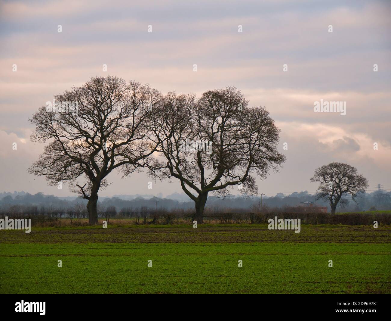 Terreni coltivabili e alberi senza foglie a stagliatura al tramonto alla fine di una fredda giornata invernale con formazione di nebbia. Preso a Cheshire, Inghilterra, Regno Unito. Foto Stock