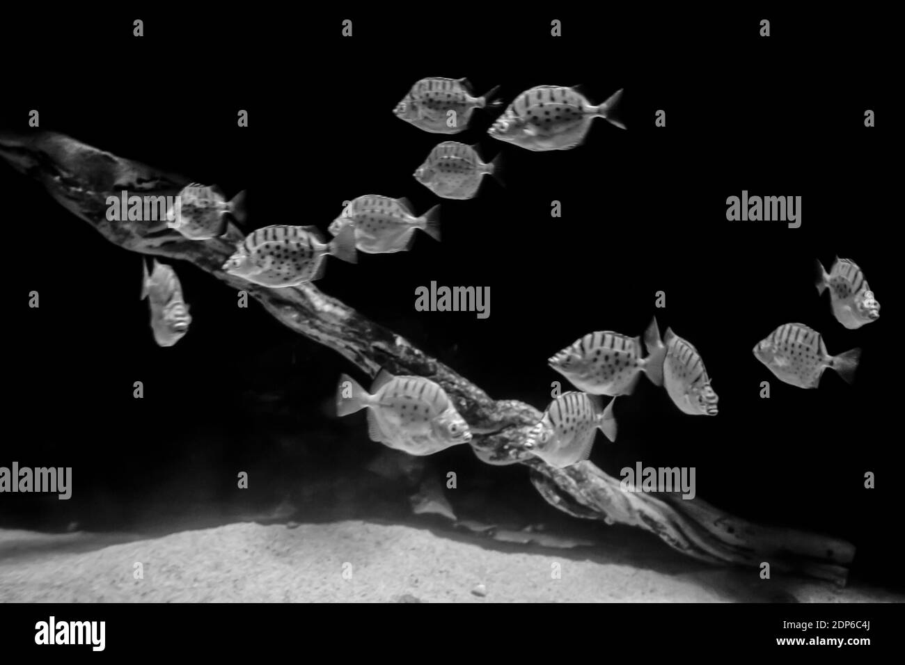 Una scala di grigi di pesci metinnis a strisce Foto Stock