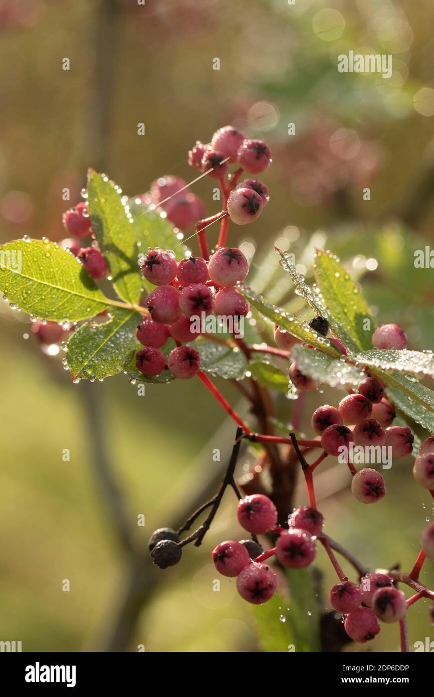 Sorbus Pseudohupehensis ‘Pagoda Rosa’ arbusto in bacche, pianta di interesse autunnale Foto Stock