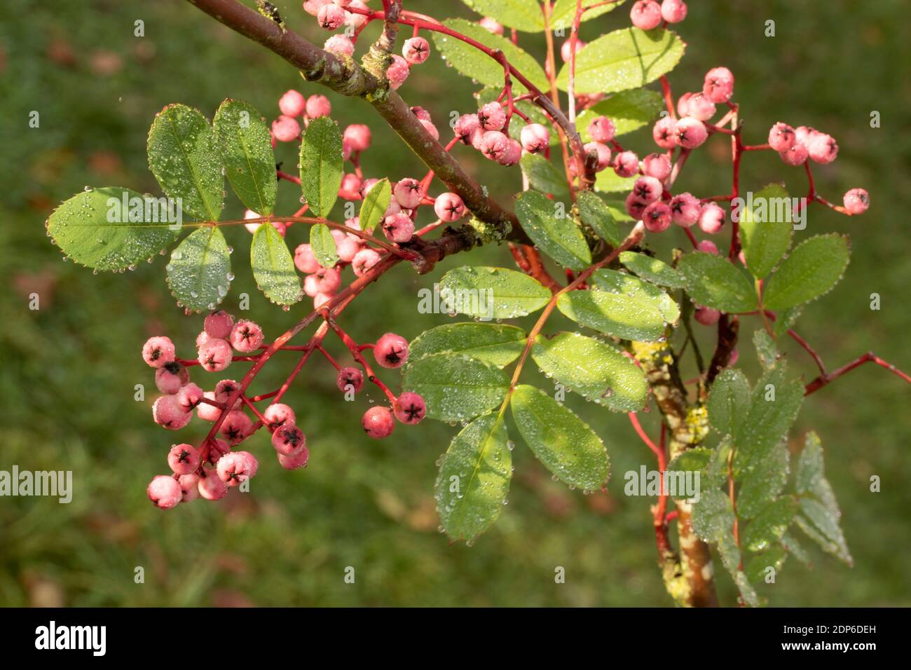 Sorbus Pseudohupehensis ‘Pagoda Rosa’ arbusto in bacche, pianta di interesse autunnale Foto Stock