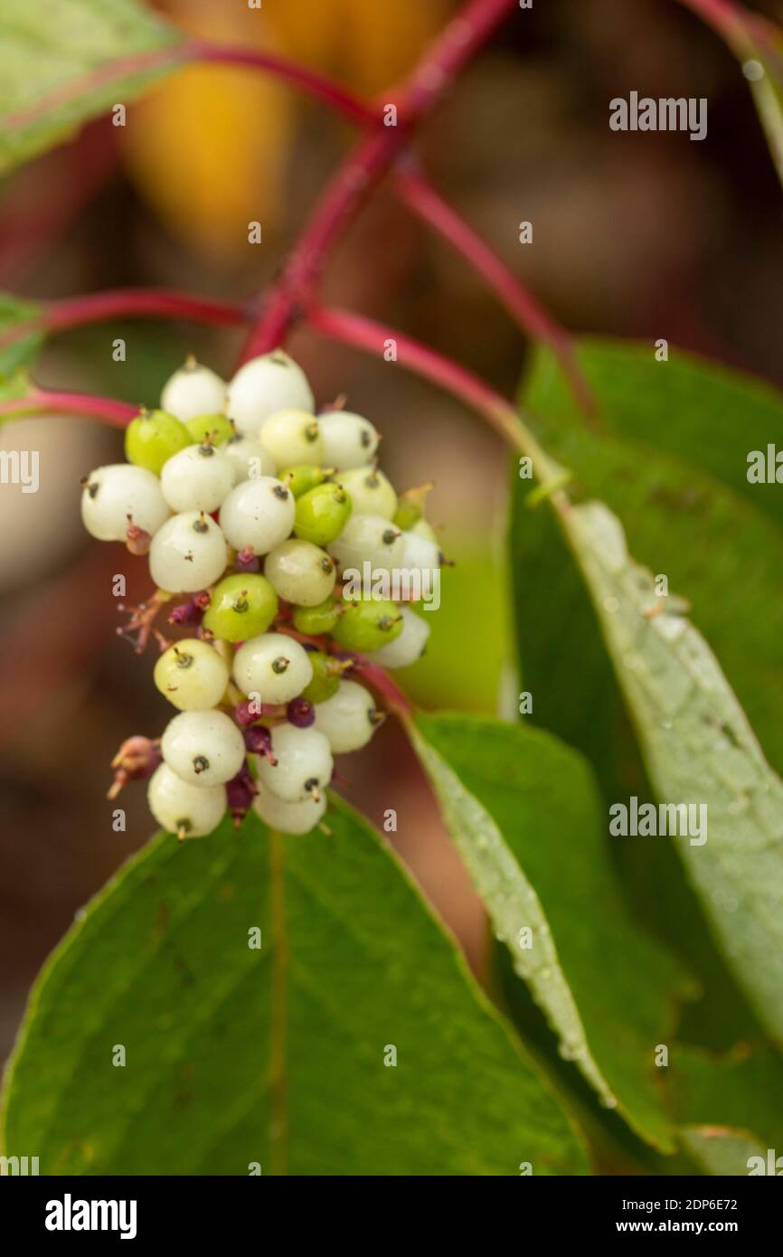 Cornus Sericea bacche di Baileyi e foglie larghe, ritratto di piante naturali Foto Stock