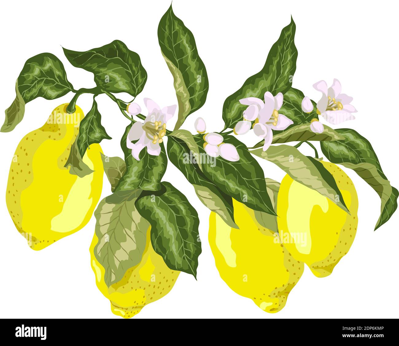 Ramificazione di agrumi con fiori e limoni in fiore. Foglie verdi succose con fiori di colore rosa sembrano eccellenti su qualsiasi sfondo Illustrazione Vettoriale