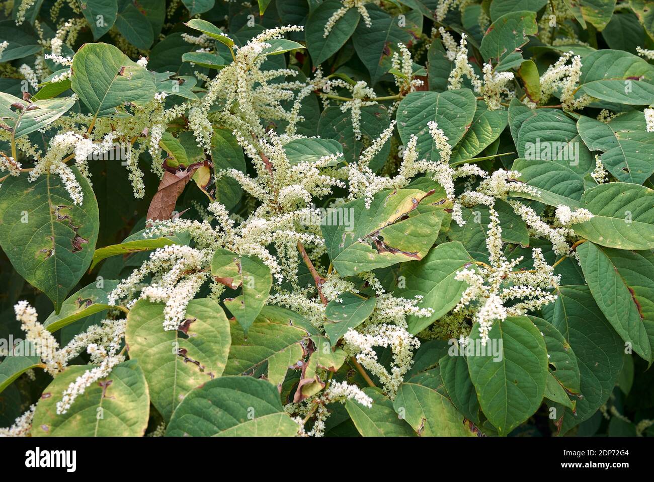 Reynoutria japonica piante in fiore Foto Stock