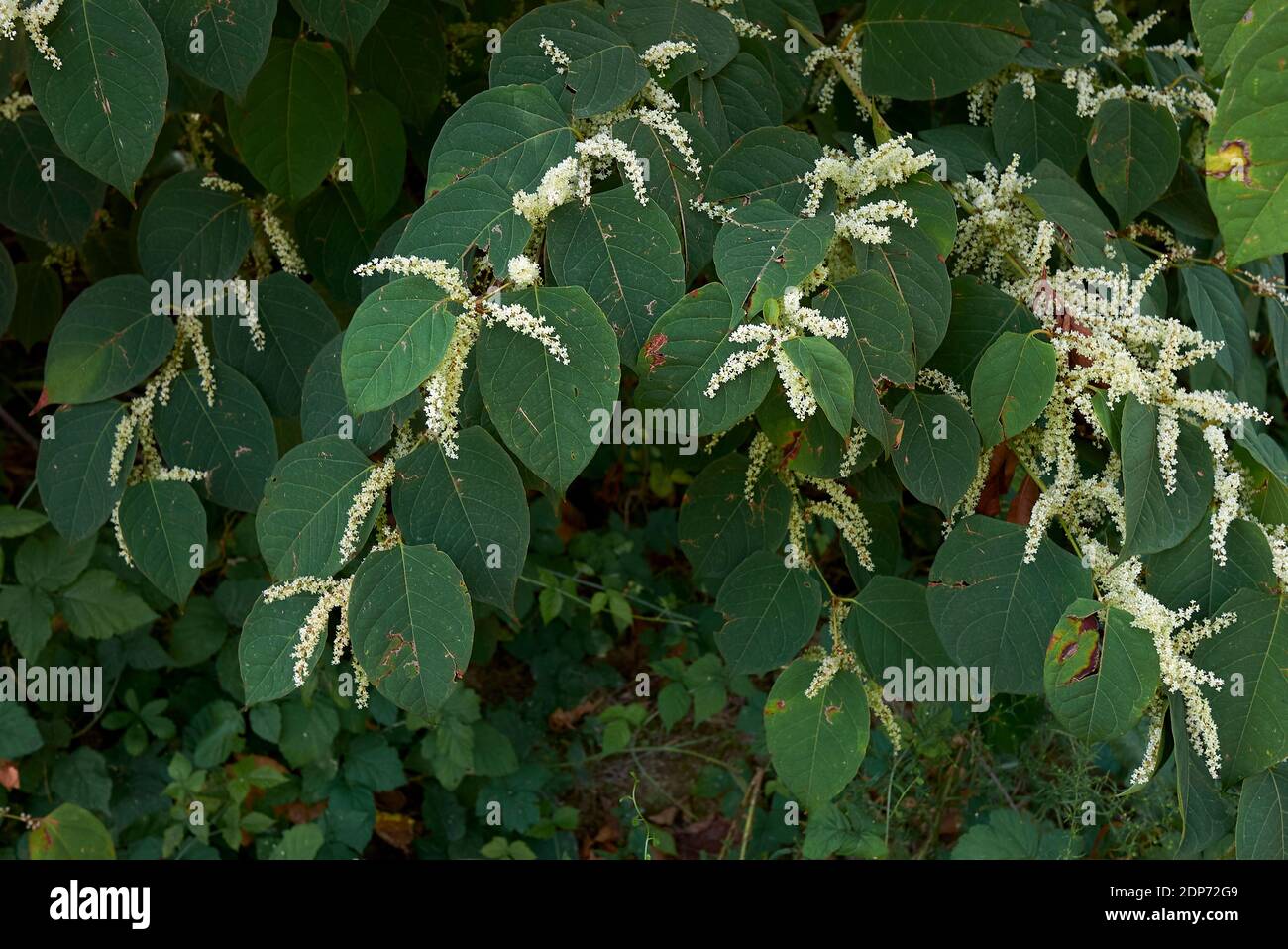 Reynoutria japonica piante in fiore Foto Stock