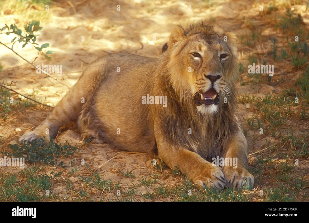 Leone asiatico, Panthera leo, riposa all'ombra Foto Stock