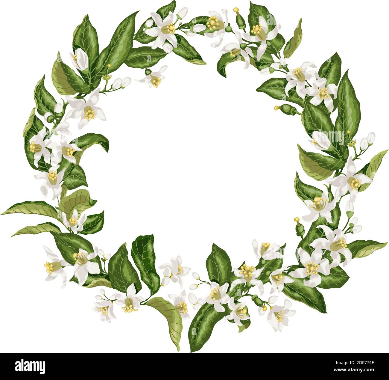 Corona con fiori di agrumi a forma di cerchio con limoni, mandarini, lime e fiori d'arancio, foglie, minuscoli frutti e boccioli. L'immagine è fatta in pgra Illustrazione Vettoriale