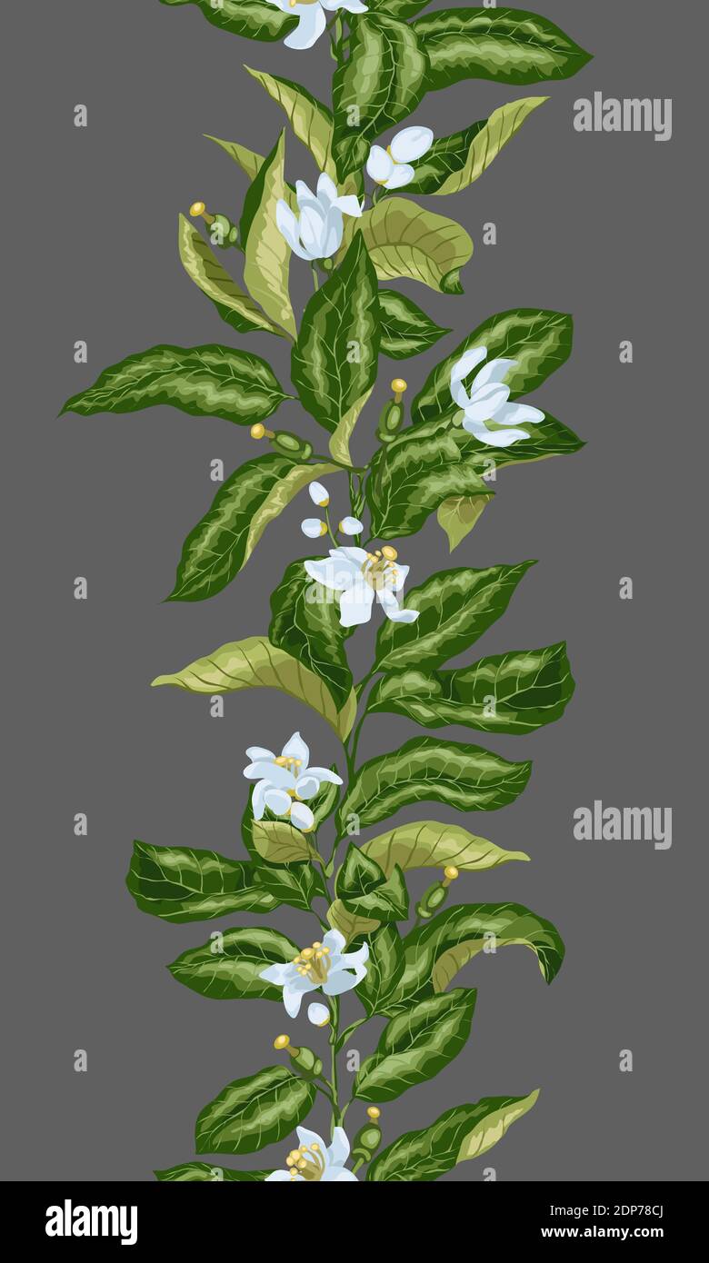 Motivo senza cuciture con linea verticale di ramificazione di agrumi con fiori in fiore e minuscoli frutti. Colori luminosi in illustrazione vettoriale Illustrazione Vettoriale