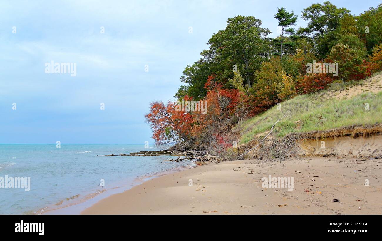Querce in colori autunnali lungo la riva del lago Michigan Foto Stock