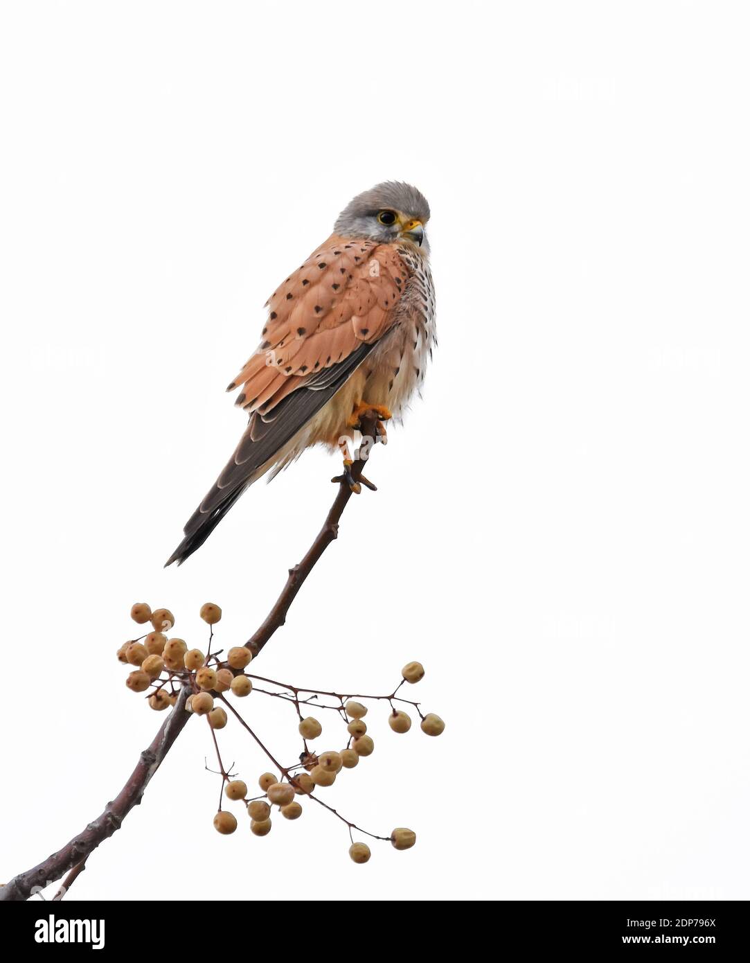 Kestrel sulla filiale Foto Stock