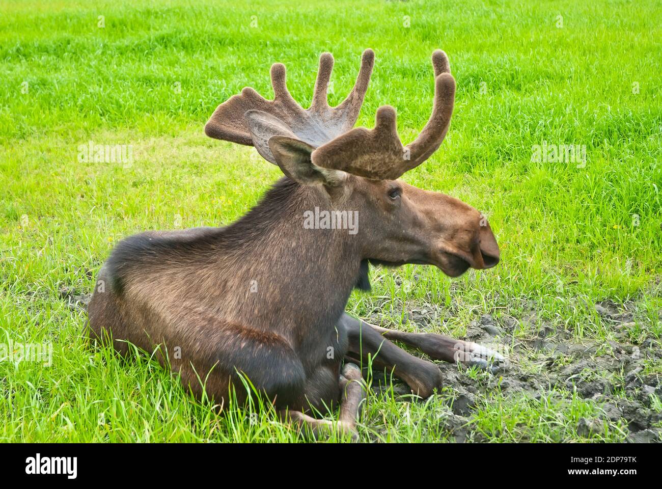 Moose sedersi a terra Foto Stock