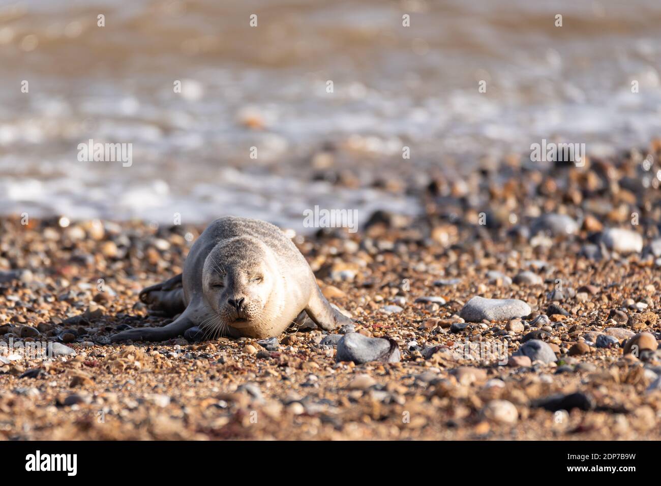 Cuccioli di foche grigie a Horsey Beach, Norfolk Broads, Inghilterra Foto Stock