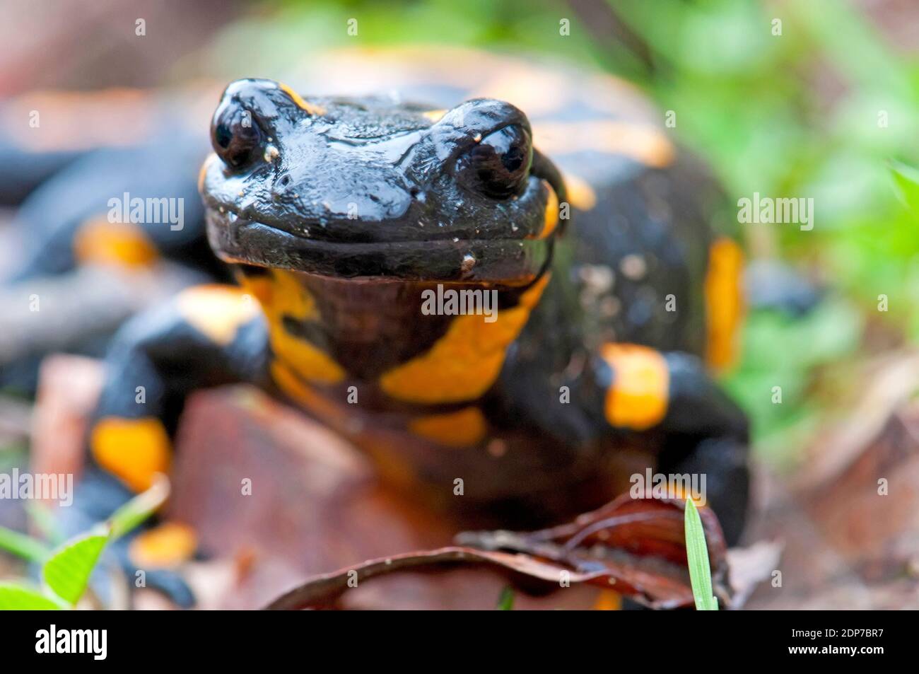 Colori di avviso salamandra Foto Stock