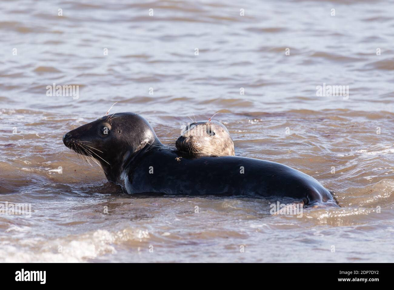 Gray Seals a Horsey Beach, Norfolk, Inghilterra Foto Stock