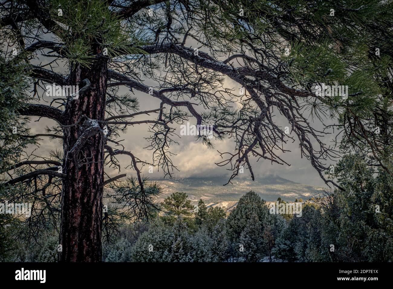 Paesaggio che si affaccia attraverso i rami di un pino, pinus ponderosa, giù su una foresta di pini e cedri, cielo nuvoloso. Foto Stock