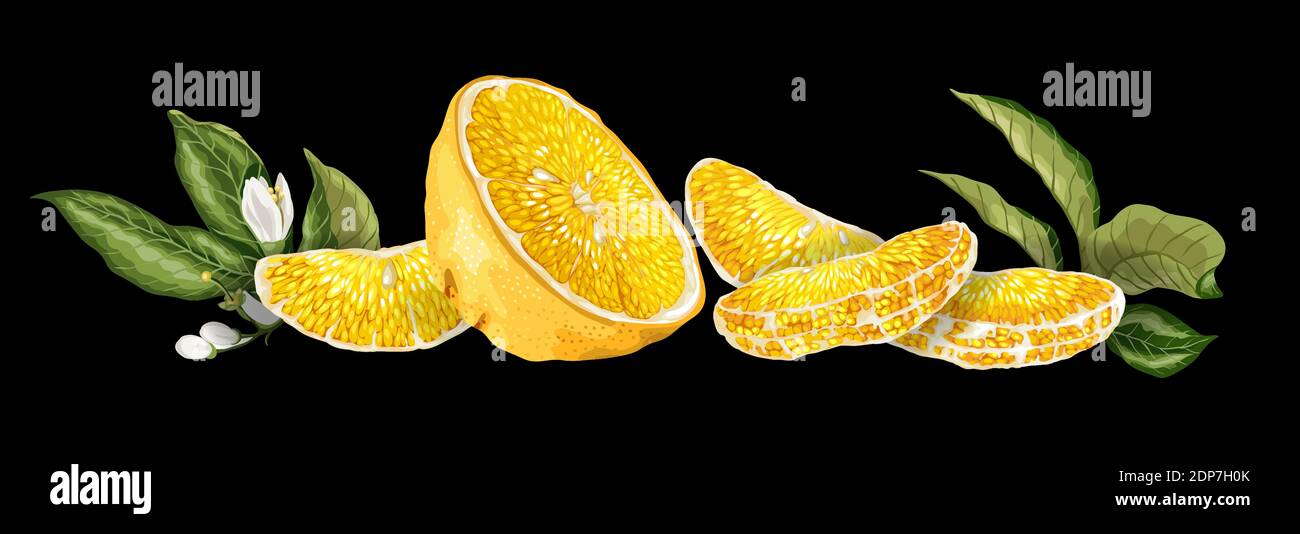 Linea di decorazione della frutta orisontale con metà di frutta arancione, foglie, fiori e sillice fatti in disegno grafico realistico vettore disegno sul dorso nero Illustrazione Vettoriale
