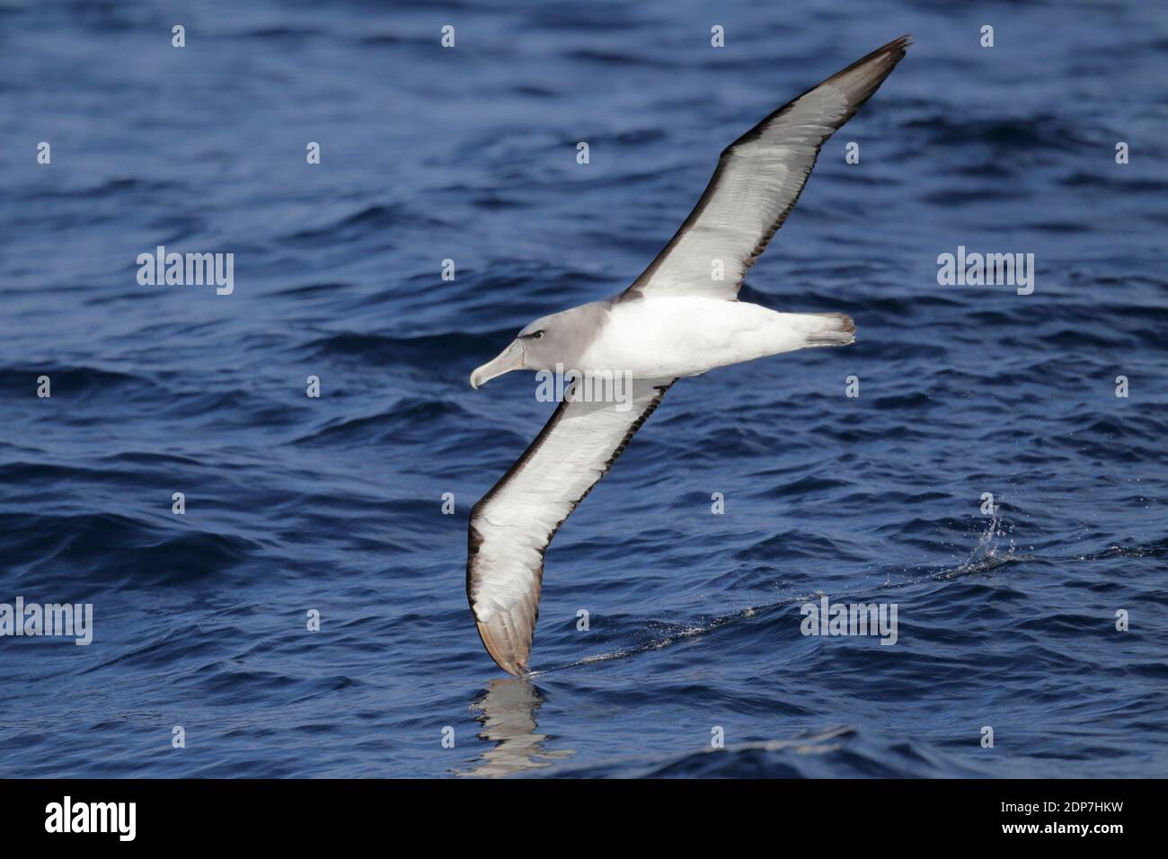 Salvin's Albatross (Thalassarche salvini), in volo al mare, vista dal basso, punta dell'ala che tocca la superficie dell'oceano, Nuova Zelanda Marzo 2013 Foto Stock