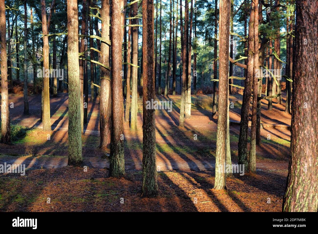 Lunghe ombre nel bosco su un sole, freddo inverni mattina, Surrey, Regno Unito Foto Stock