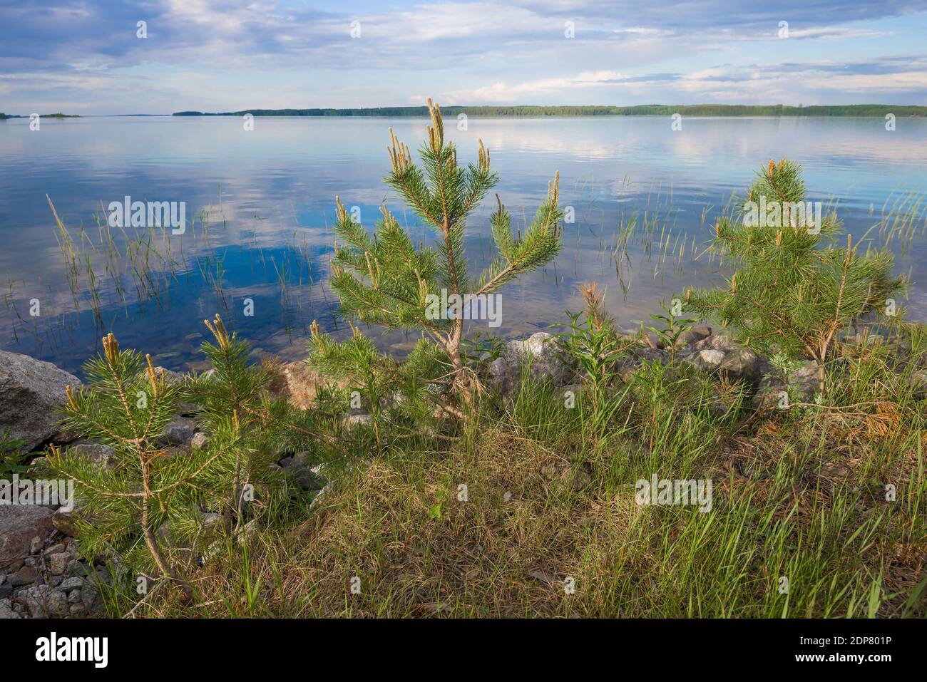 Piccoli pini giovani sulle rive del lago Tuunaansalmi all'inizio di giugno mattina. Finlandia Foto Stock