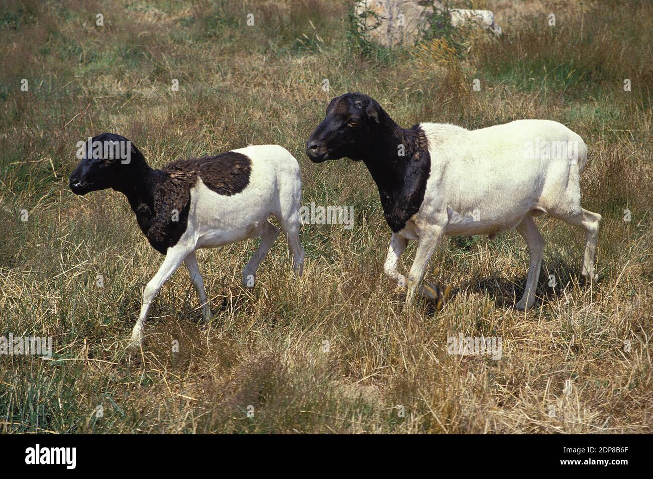 Somalo di ovini domestici o Berbera Blackhead ovini Foto Stock