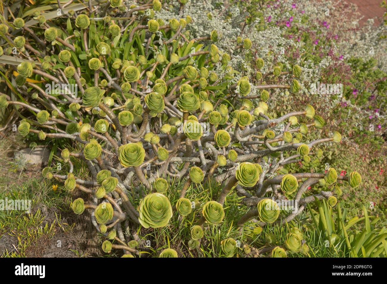 Gruppo di piante selvatiche succulente di Aeonium Sauter Evergreen (Aeonium undulatum) Crescere in un Vorge Roadside sull'isola di Tresco Nelle Isole di Scilly Foto Stock