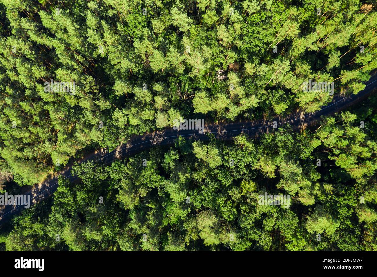 Strada nella foresta verde, vista dall'alto Foto Stock