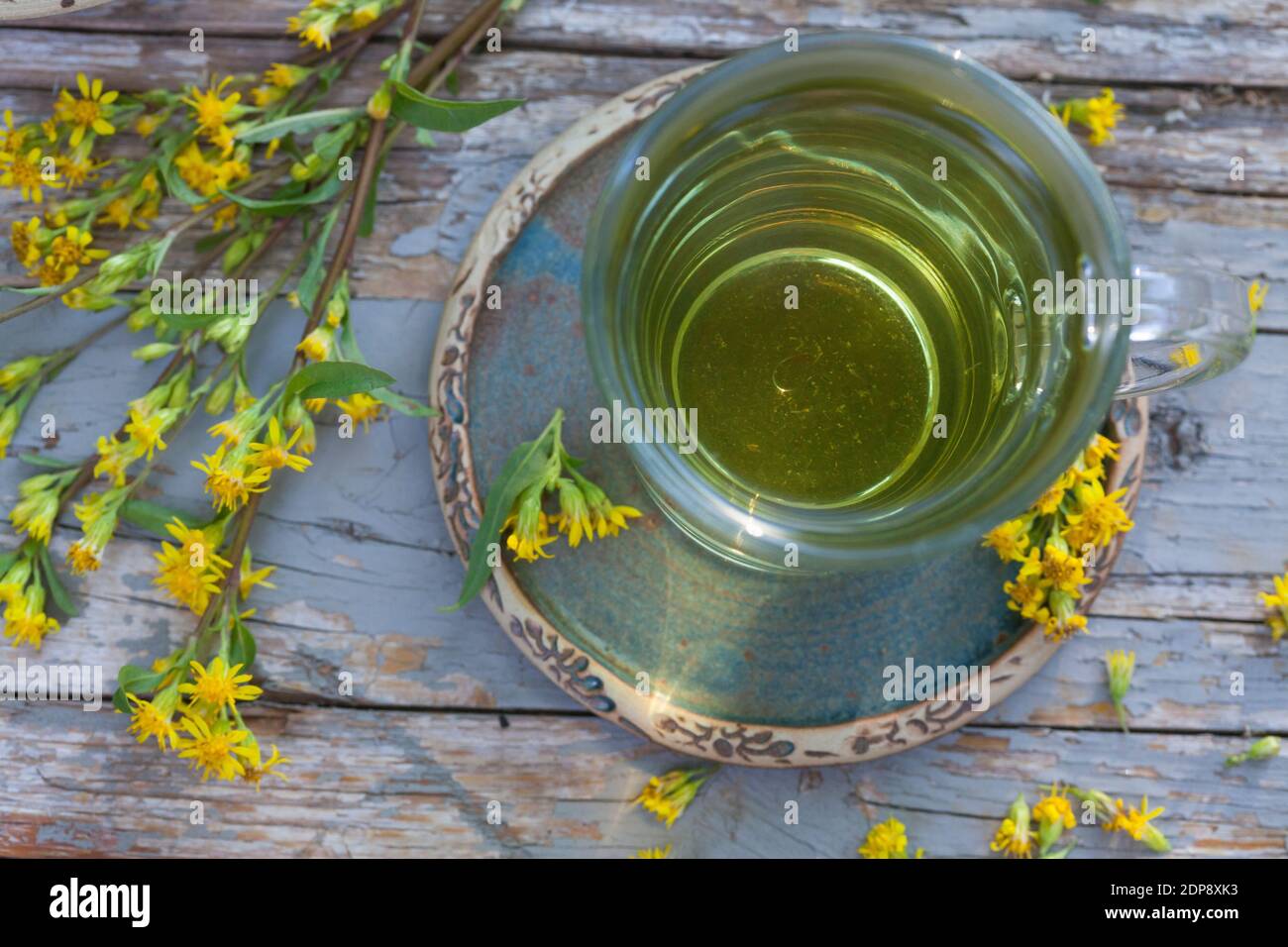 Goldruten-Tee, Goldrutentee, Goldrute-Tee, Goldrutetee, Tee aus Goldruten-Blüten, Heiltee, Kräutertee, Blütentee, Gewöhnliche Goldrute, Echte Goldrute Foto Stock