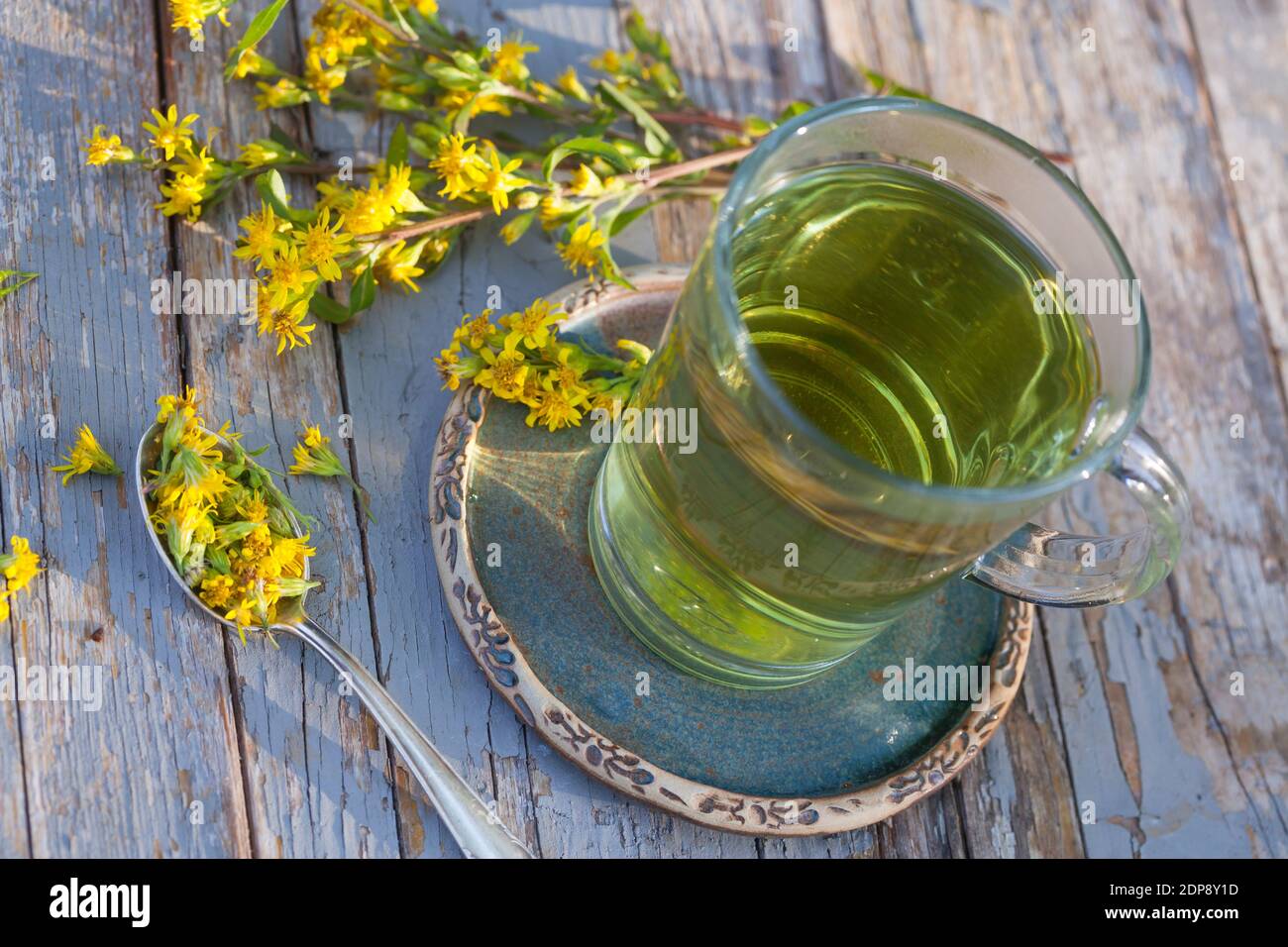 Goldruten-Tee, Goldrutentee, Goldrute-Tee, Goldrutetee, Tee aus Goldruten-Blüten, Heiltee, Kräutertee, Blütentee, Gewöhnliche Goldrute, Echte Goldrute Foto Stock