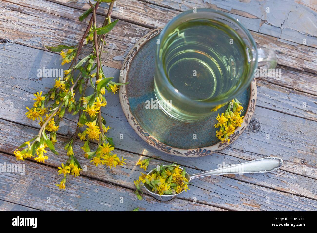 Goldruten-Tee, Goldrutentee, Goldrute-Tee, Goldrutetee, Tee aus Goldruten-Blüten, Heiltee, Kräutertee, Blütentee, Gewöhnliche Goldrute, Echte Goldrute Foto Stock