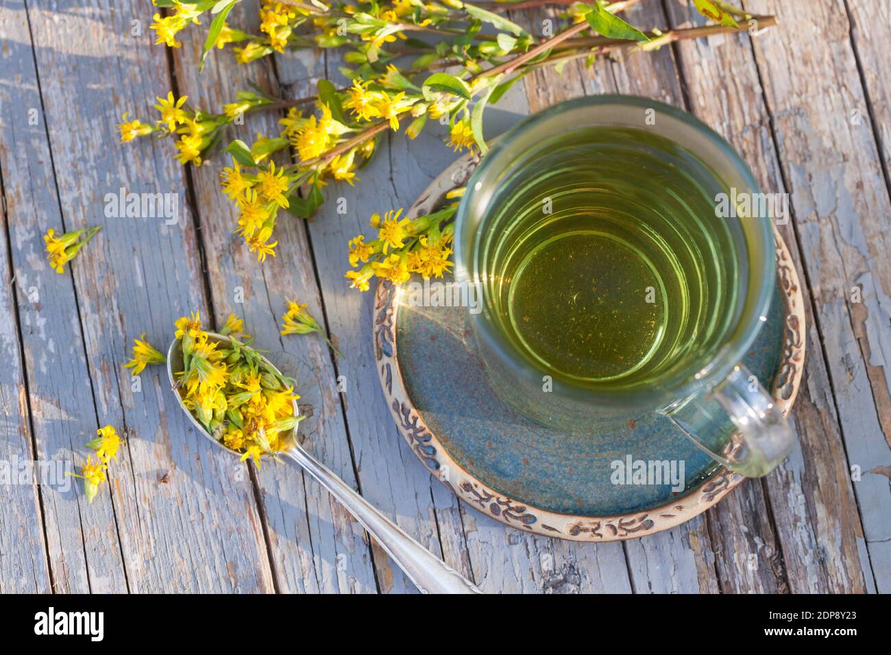 Goldruten-Tee, Goldrutentee, Goldrute-Tee, Goldrutetee, Tee aus Goldruten-Blüten, Heiltee, Kräutertee, Blütentee, Gewöhnliche Goldrute, Echte Goldrute Foto Stock