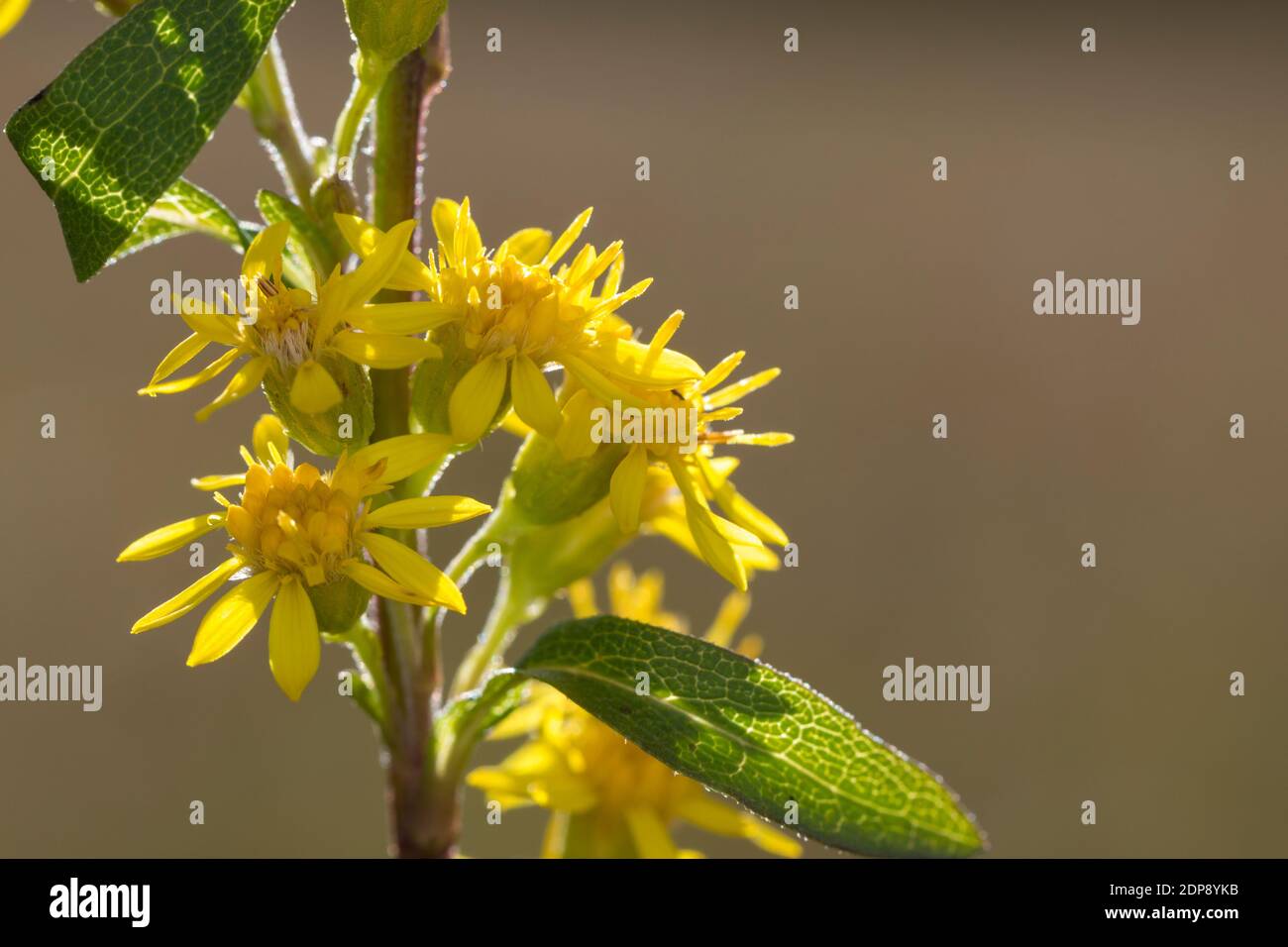 Gewöhnliche Goldrute, Echte Goldrute, Gemeine Goldrute, Goldrute, Solidago virgaurea, Europeo oro, oro, woundwort, Solidage verge d'or, B Foto Stock