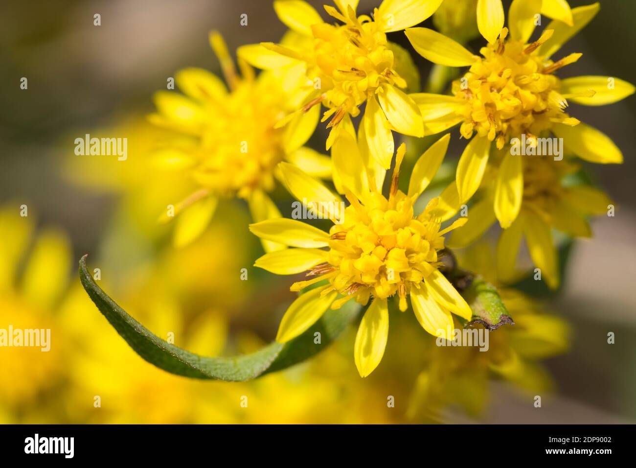 Gewöhnliche Goldrute, Echte Goldrute, Gemeine Goldrute, Goldrute, Solidago virgaurea, Europeo oro, oro, woundwort, Solidage verge d'or, B Foto Stock