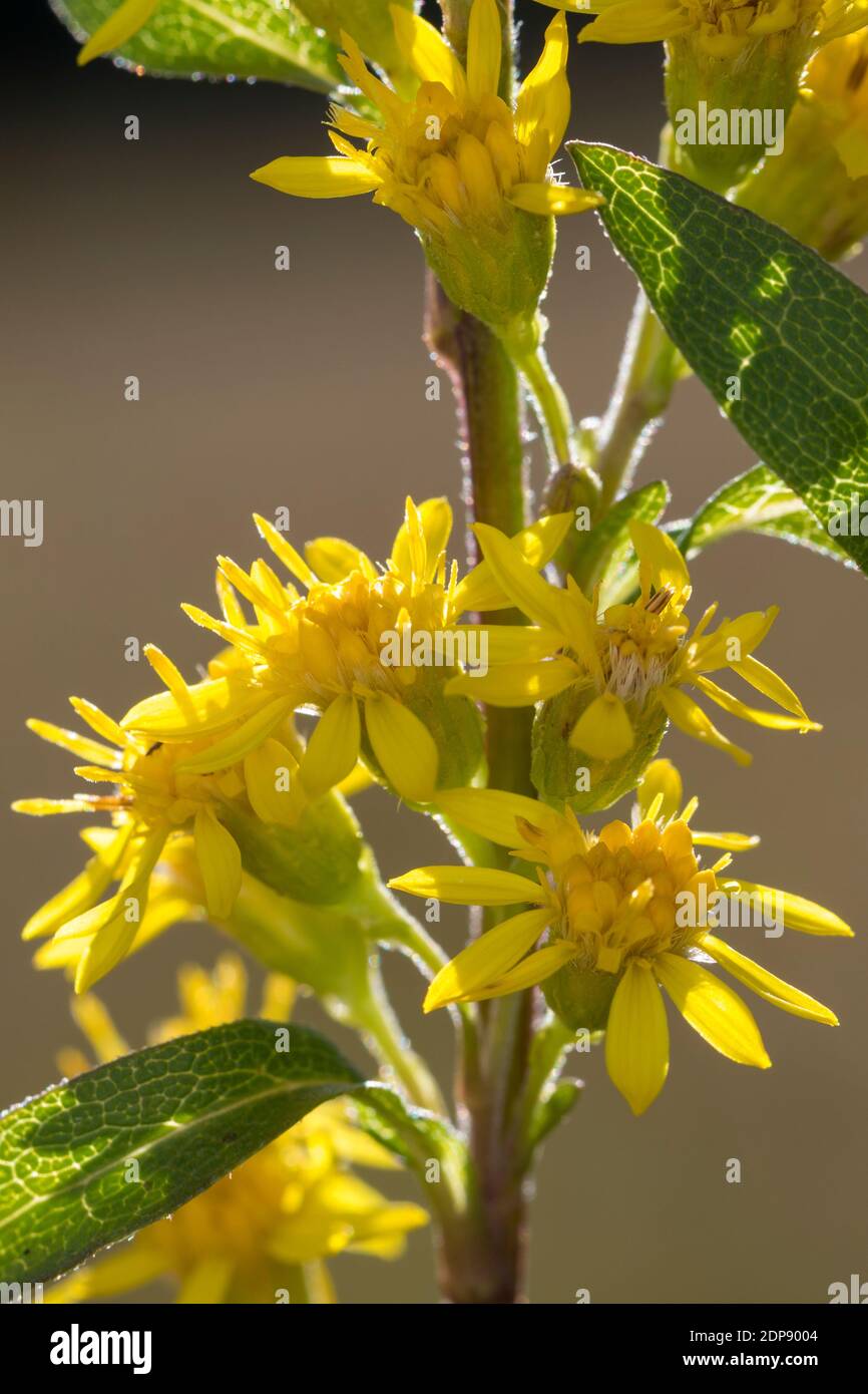 Gewöhnliche Goldrute, Echte Goldrute, Gemeine Goldrute, Goldrute, Solidago virgaurea, Europeo oro, oro, woundwort, Solidage verge d'or, B Foto Stock