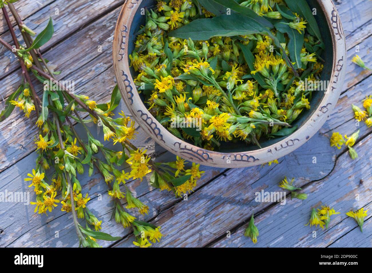 Goldrute-Ernte, Goldrute-Ernte, Ernte von Goldrute, Goldruten-Blüten in einer Schale, Kräuter sammeln, Kräuterernte, Gewöhnliche Goldrute, Echte Goldr Foto Stock