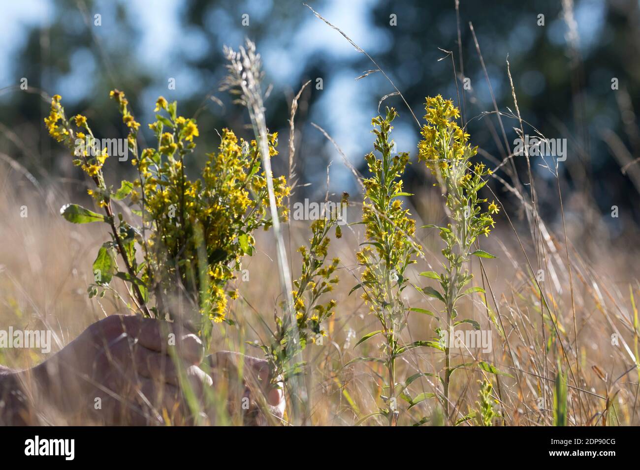 Goldrute-Ernte, Goldrute-Ernte, Ernte von Goldrute, Goldruten-Blüten, Kräuter sammeln, Kräuterernte, Gewöhnliche Goldrute, Echte Goldrute, Gemeine Gol Foto Stock