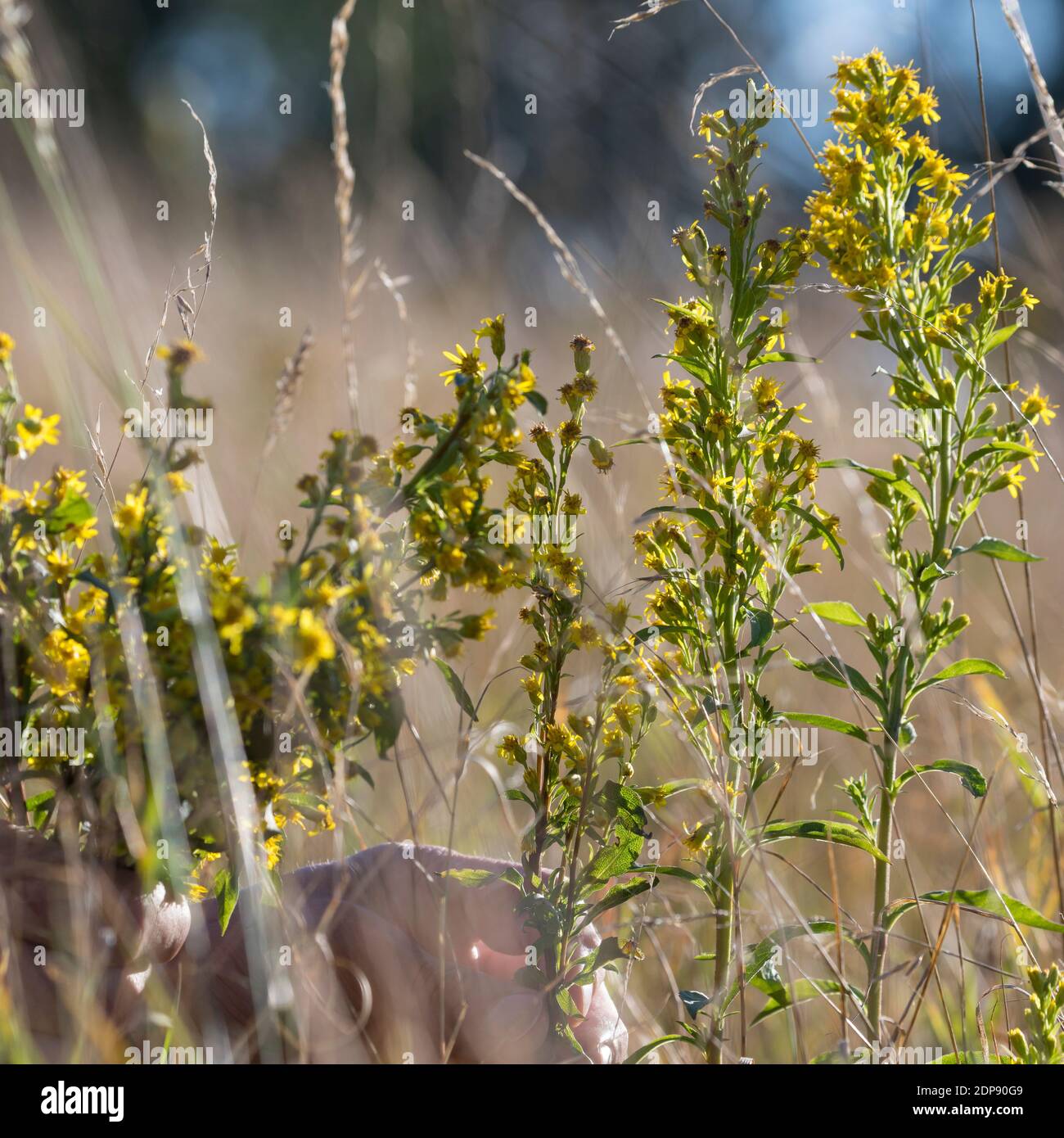 Goldrute-Ernte, Goldrute-Ernte, Ernte von Goldrute, Goldruten-Blüten, Kräuter sammeln, Kräuterernte, Gewöhnliche Goldrute, Echte Goldrute, Gemeine Gol Foto Stock