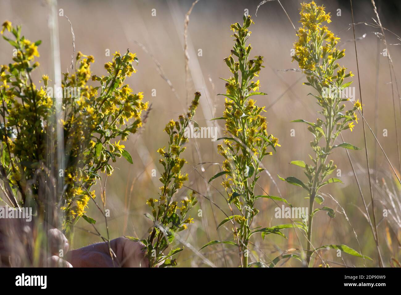 Goldrute-Ernte, Goldrute-Ernte, Ernte von Goldrute, Goldruten-Blüten, Kräuter sammeln, Kräuterernte, Gewöhnliche Goldrute, Echte Goldrute, Gemeine Gol Foto Stock