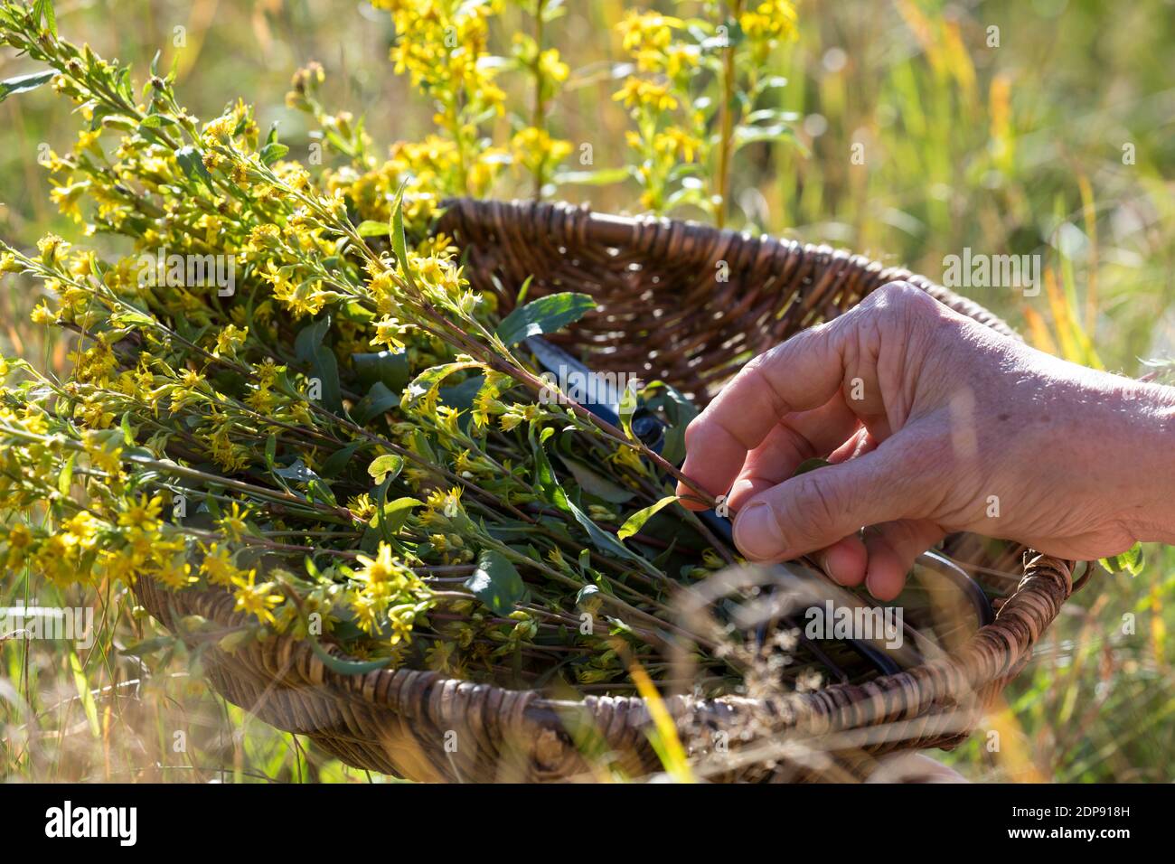 Goldrute-Ernte, Goldrute-Ernte, Ernte von Goldrute, Goldruten-Blüten, Kräuter sammeln, Kräuterernte, Gewöhnliche Goldrute, Echte Goldrute, Gemeine Gol Foto Stock