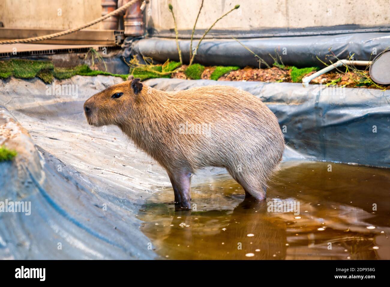 Un closeup di un topo Capybara vicino all'acqua a Pantanal, Brasile Foto  stock - Alamy