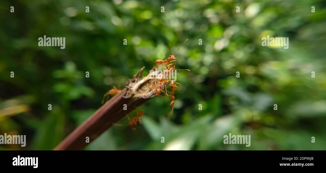 Team di Red ANT Bridge Unity. Primo piano Macro di ANT fare ponte unità su pianta con natura foresta sfondo verde. Azione formica in piedi. Foto Stock